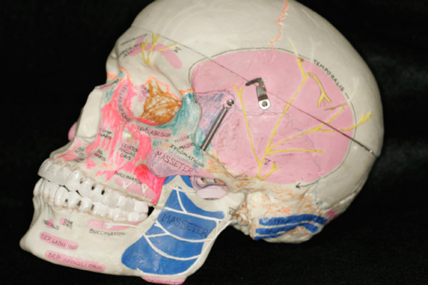 Labeled skull and mandible